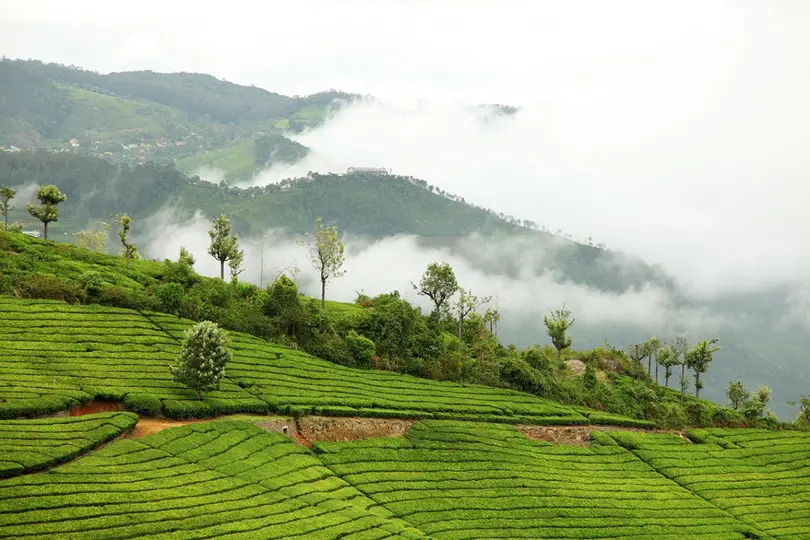 Munnar – ₹2,499